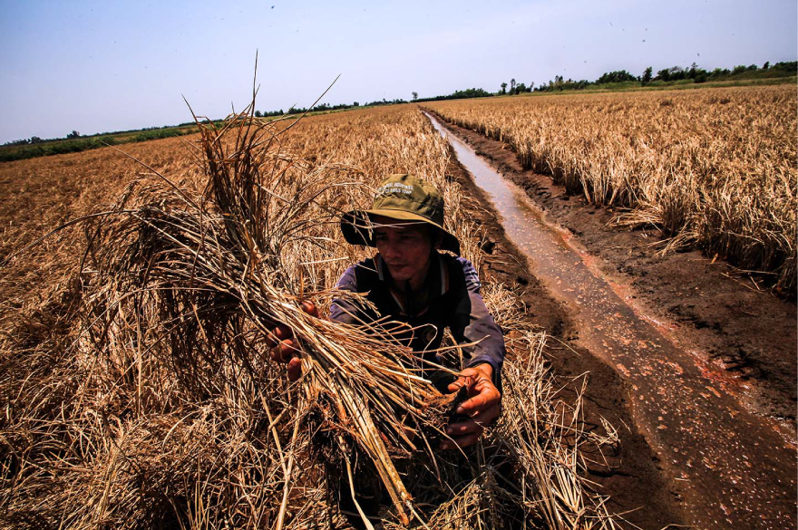 Nông nghiệp bền vững và an ninh lương thực – Trọng tâm ưu tiên
hợp tác của APEC
